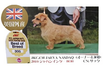 優良血統書付きのノーフォークテリア